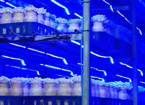 led strip for mushrooms (