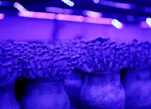 led strip for mushrooms 